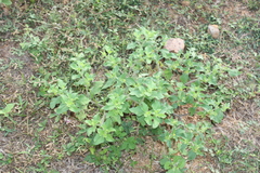 Acanthospermum hispidum